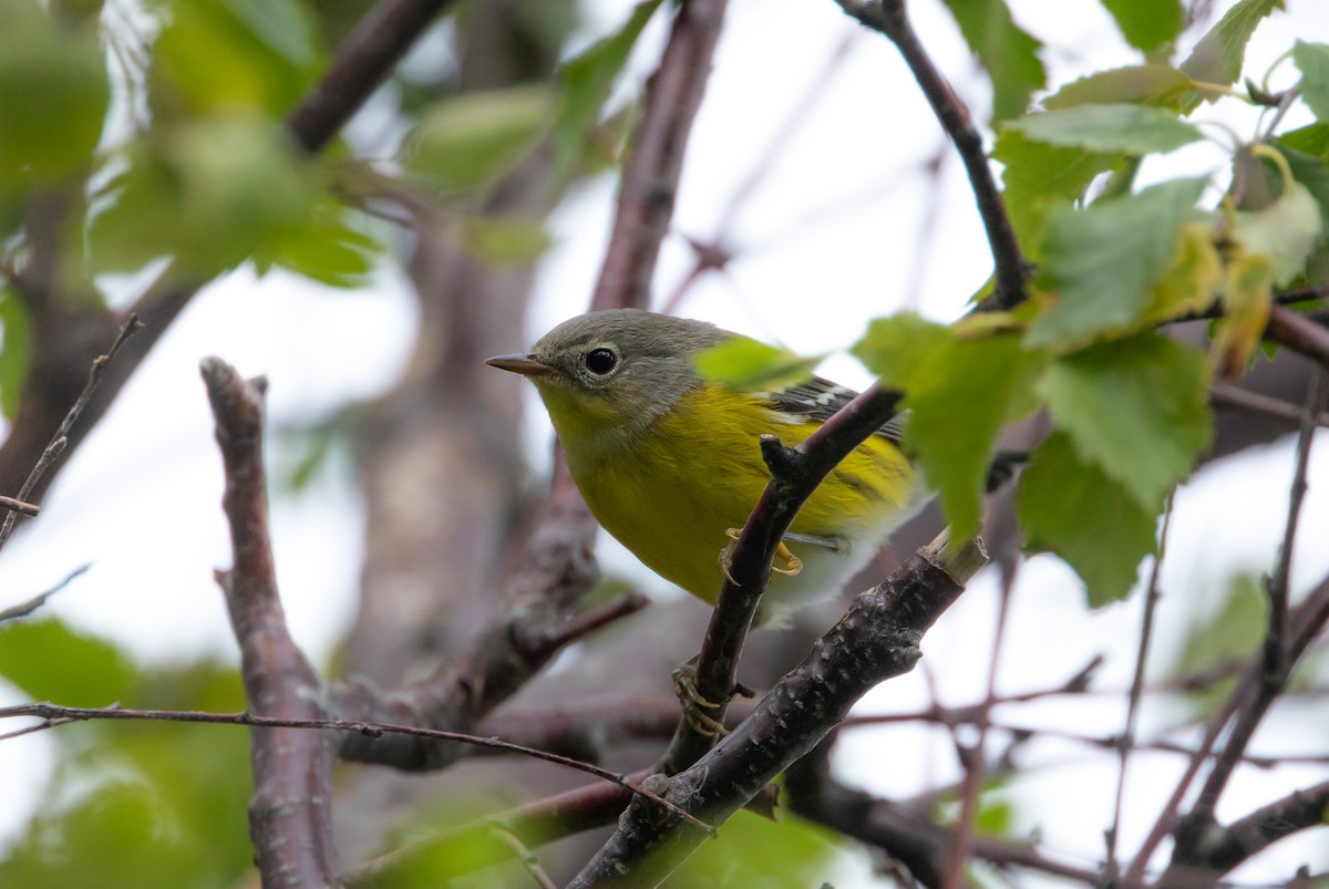 Magnolia Warbler - ML641471641