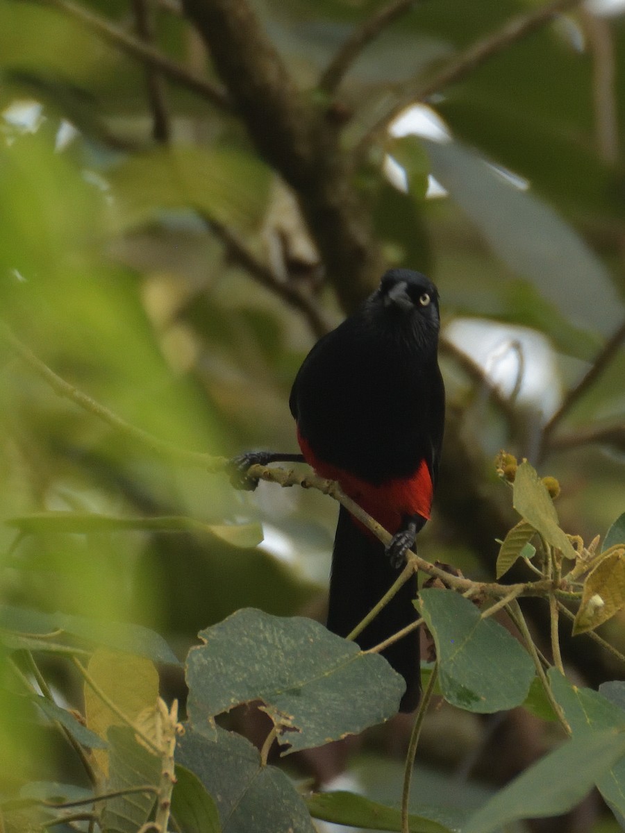 Red-bellied Grackle - ML641471643