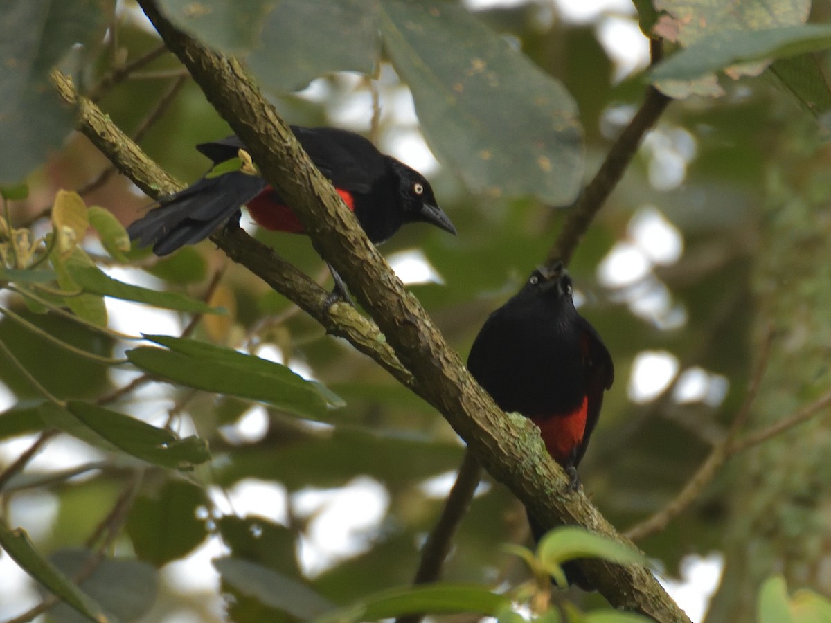 Red-bellied Grackle - ML641471644