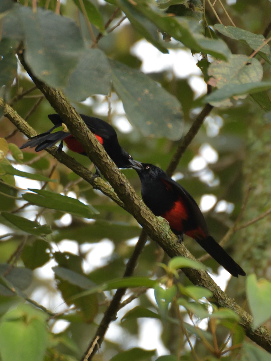 Red-bellied Grackle - ML641471645