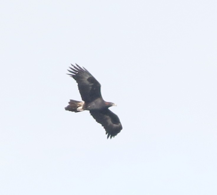 Aigle d'Australie - ML641471647