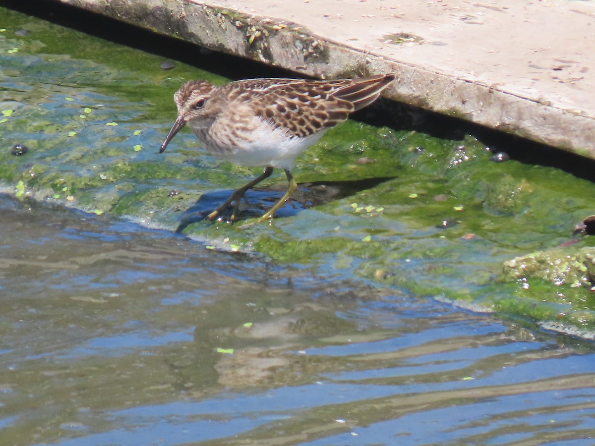 Least Sandpiper - ML641471650