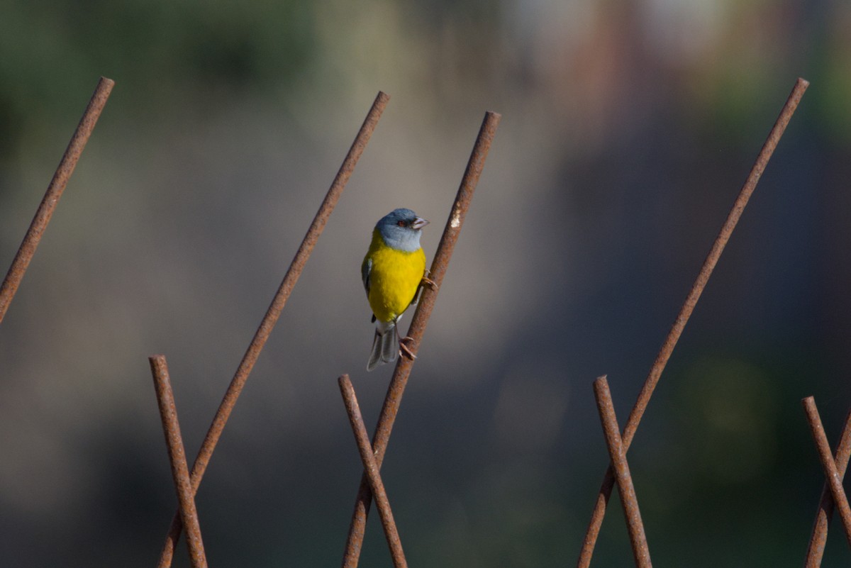 Gray-hooded Sierra Finch - ML641471688