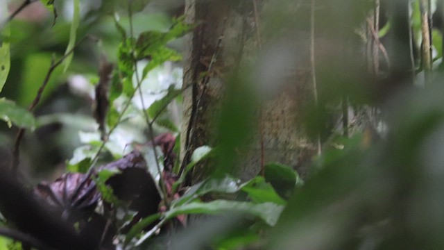 Chestnut-tailed Antbird - ML641471709