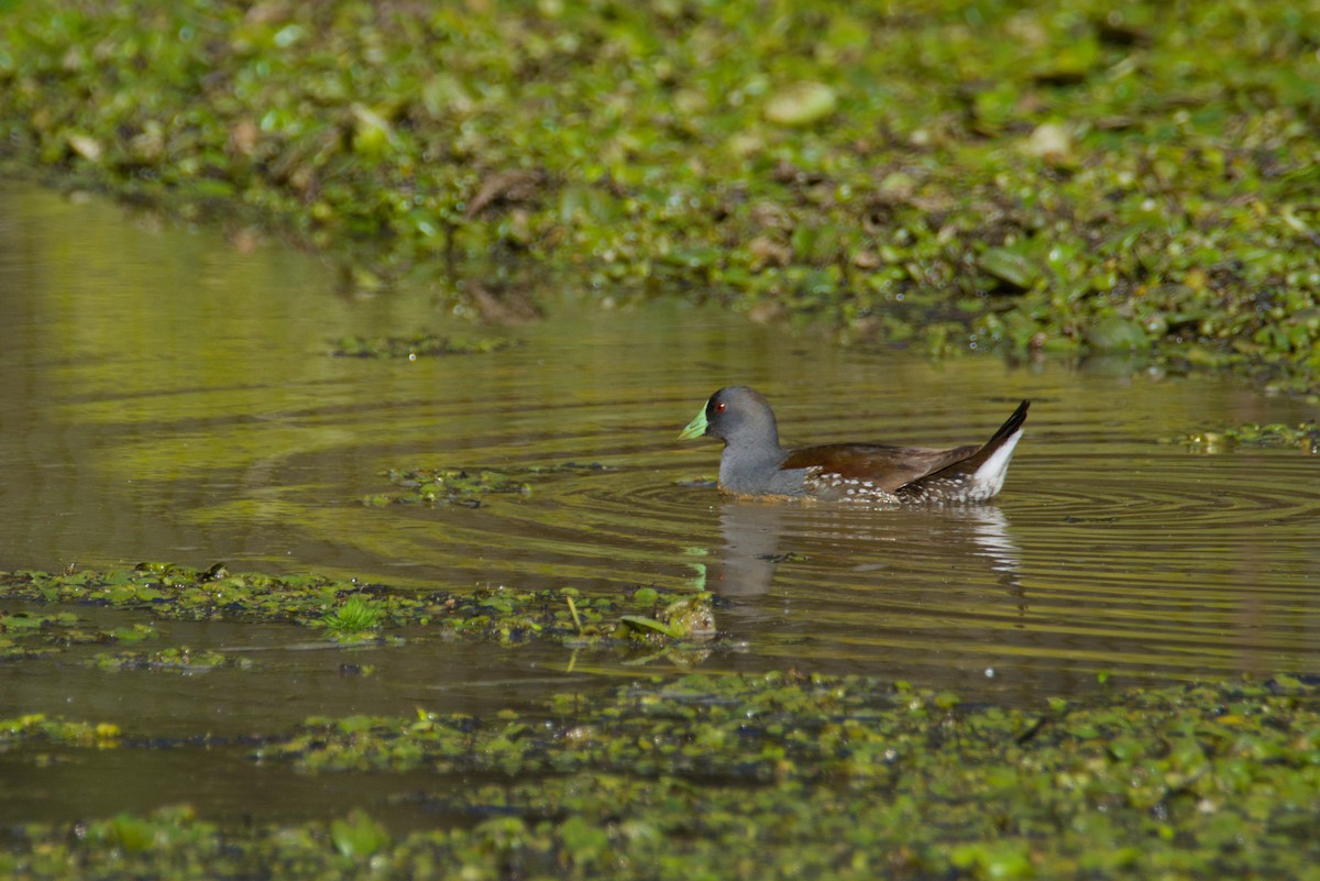 Spot-flanked Gallinule - ML641471727