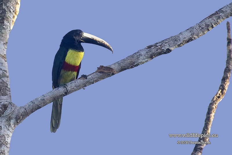 Black-necked Aracari - ML641471740