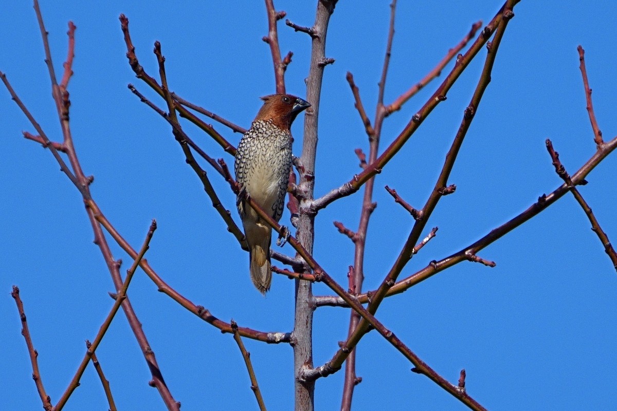 Scaly-breasted Munia - ML641471778