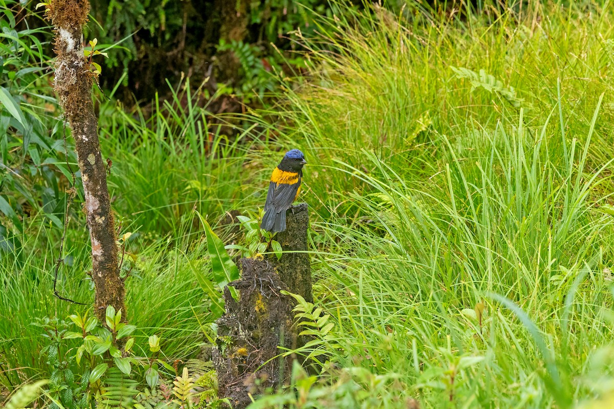 Golden-backed Mountain Tanager - ML641471780