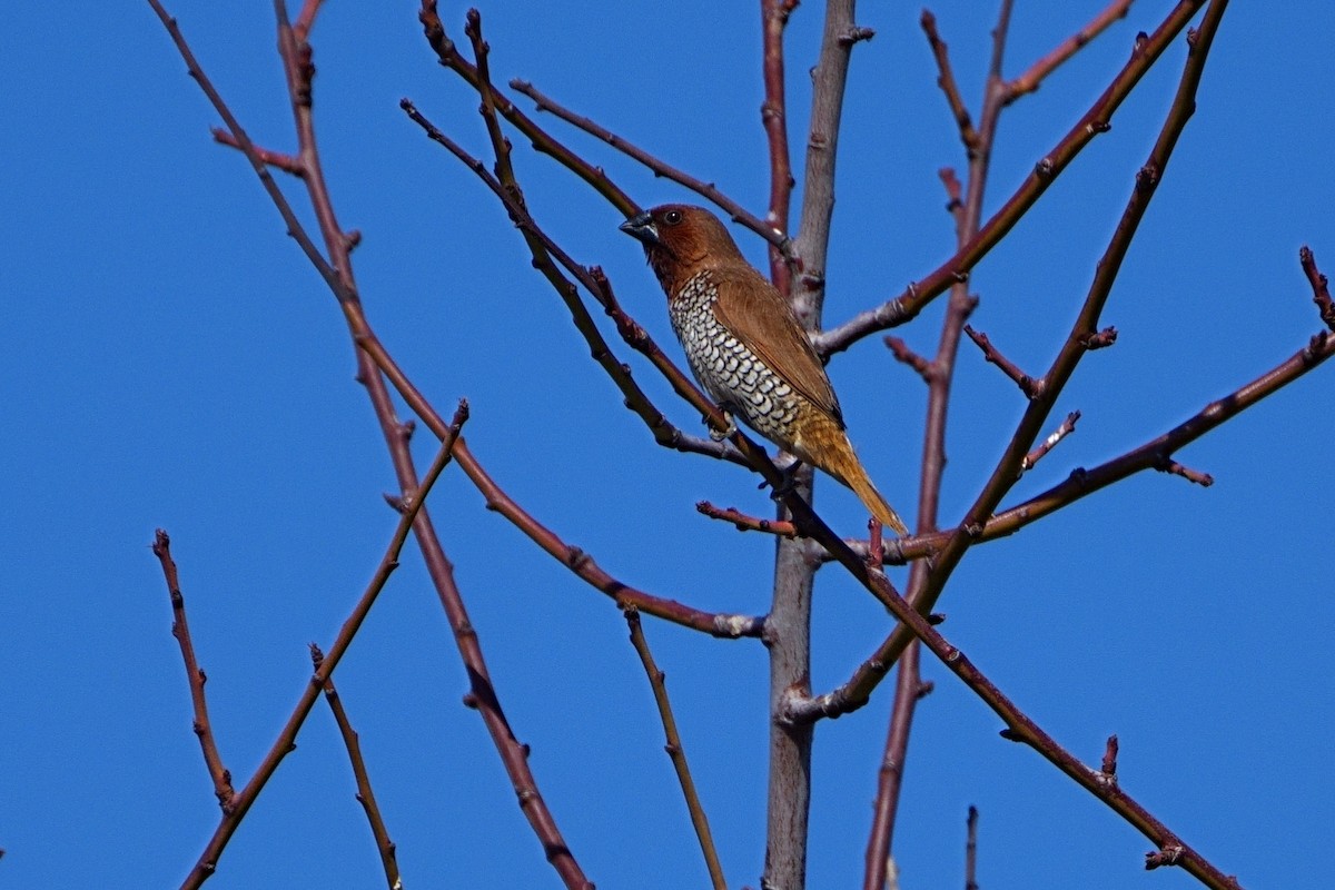 Scaly-breasted Munia - ML641471788