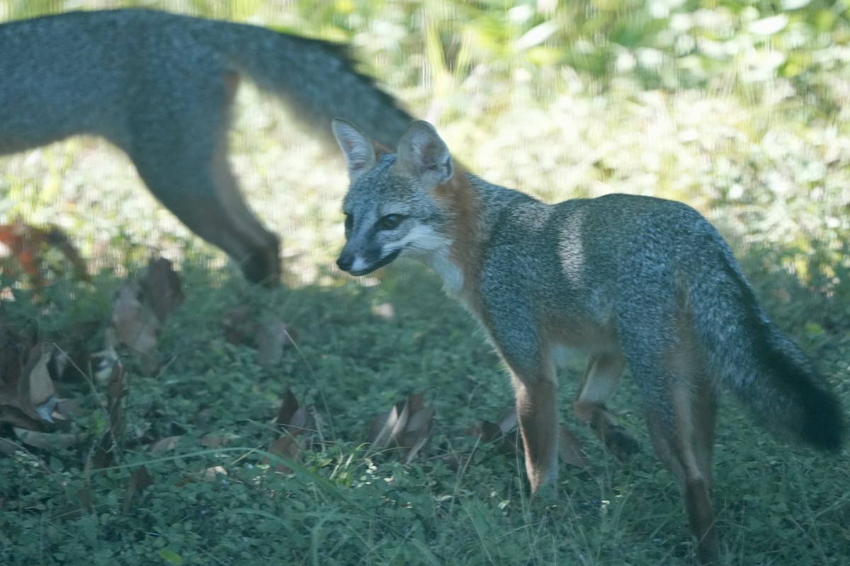 Animals - ML641471854