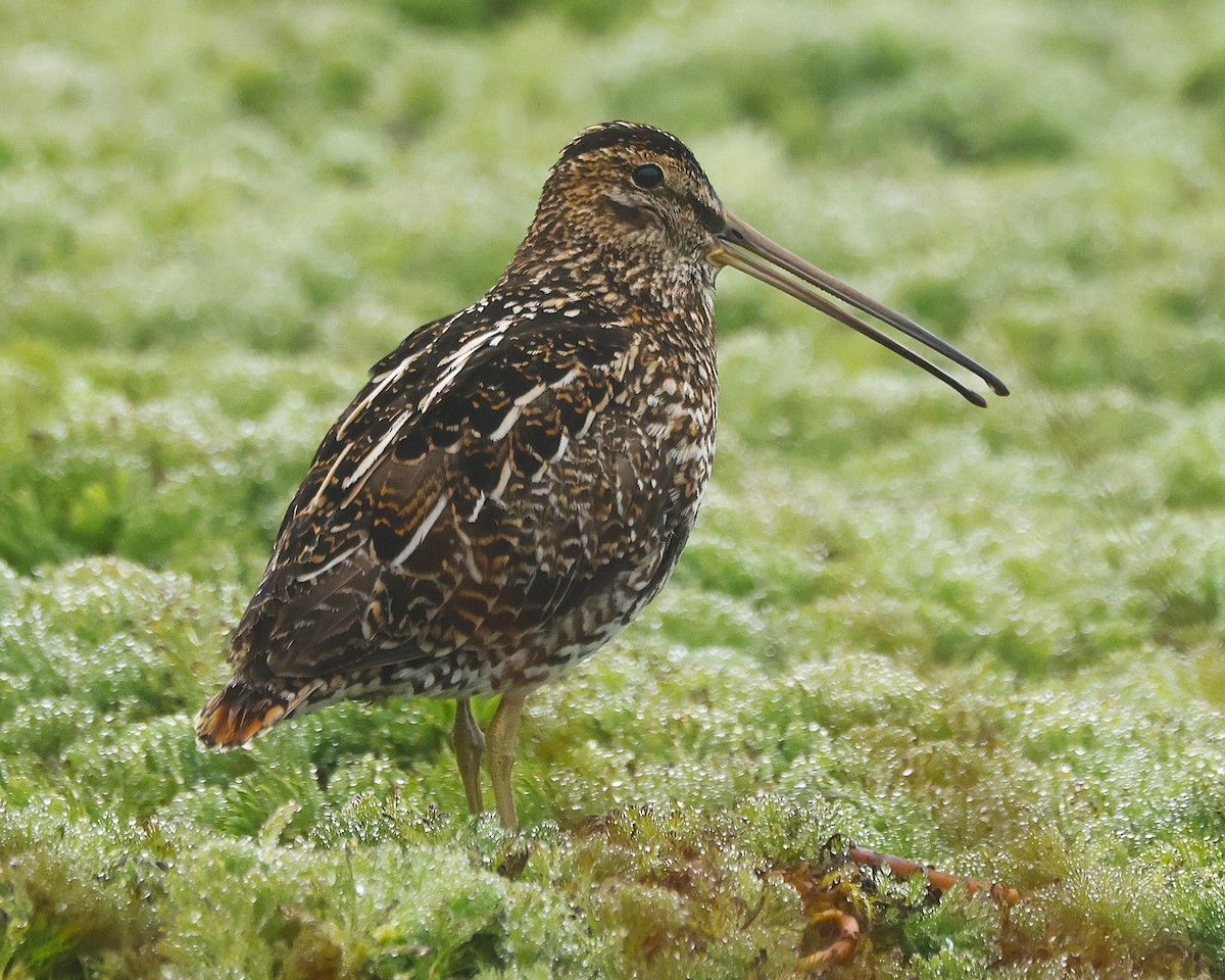 Noble Snipe - ML641471875
