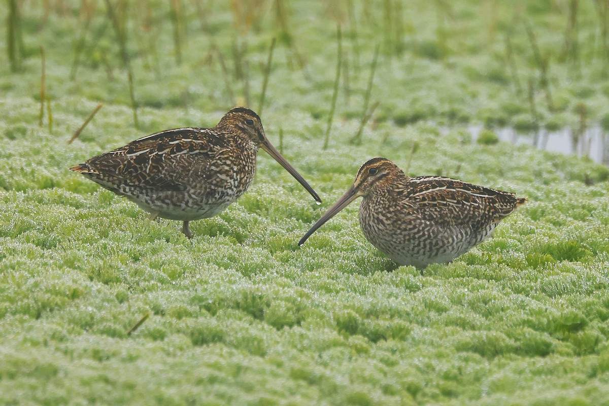Noble Snipe - ML641471876
