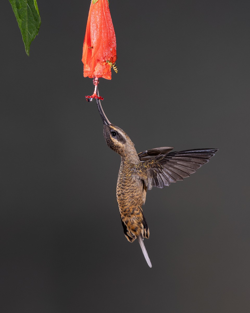 Long-billed Hermit - ML641471975