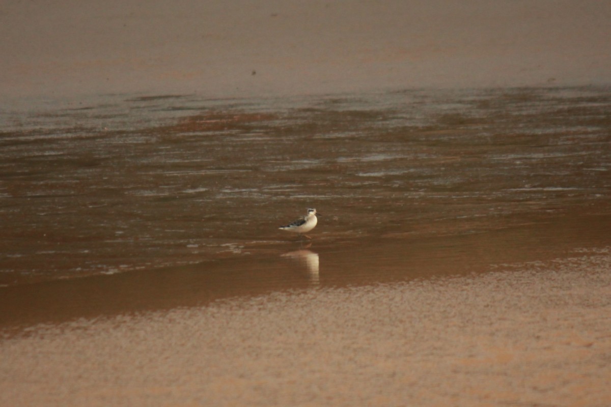 Red-necked Phalarope - ML641472041