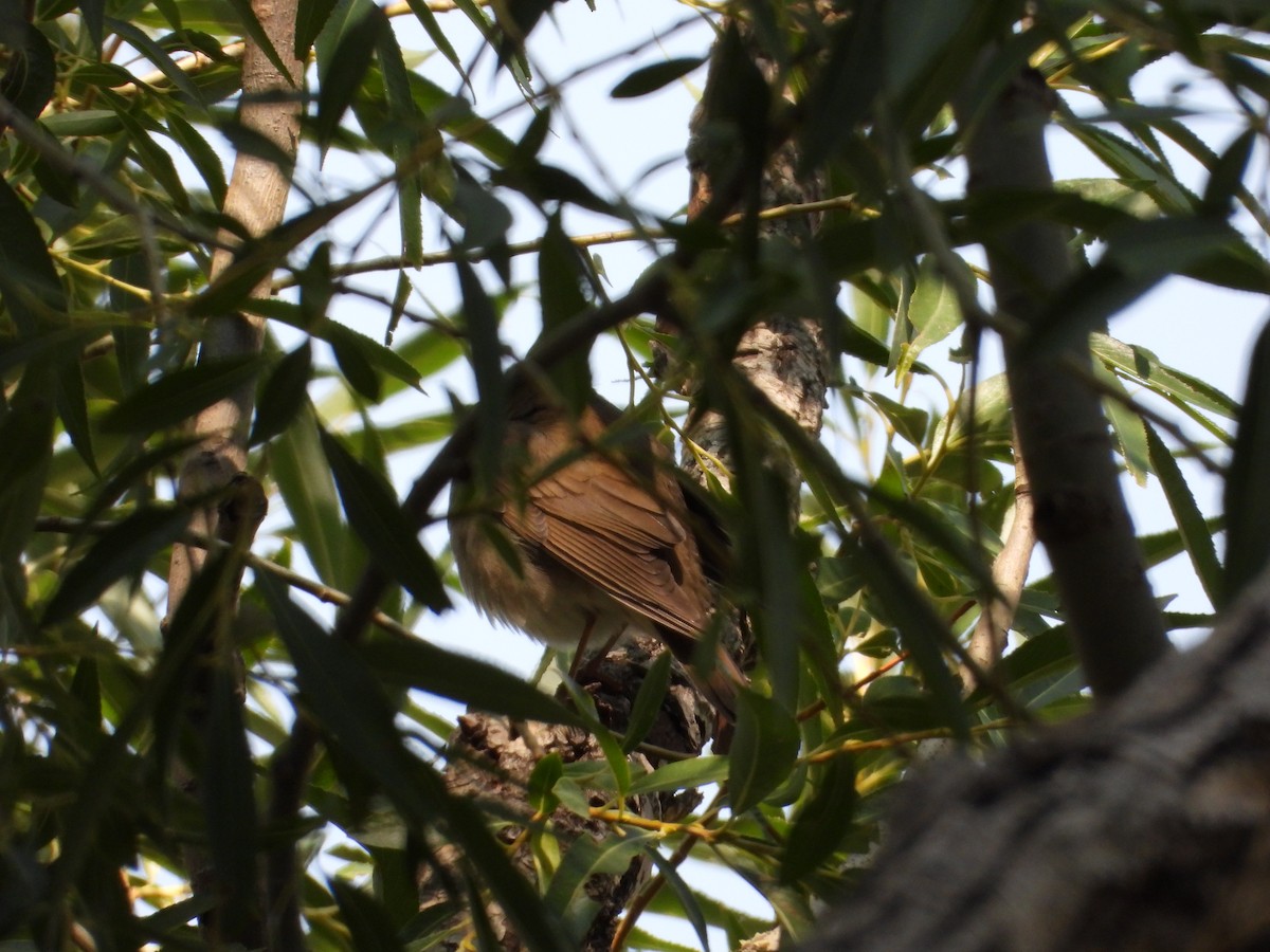 Tordo di Swainson - ML641472070