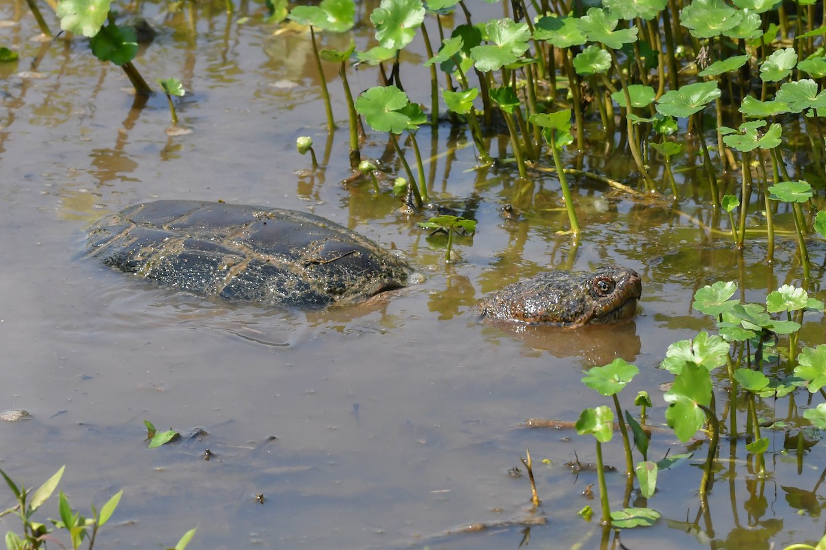 Snapping Turtles - ML641472077