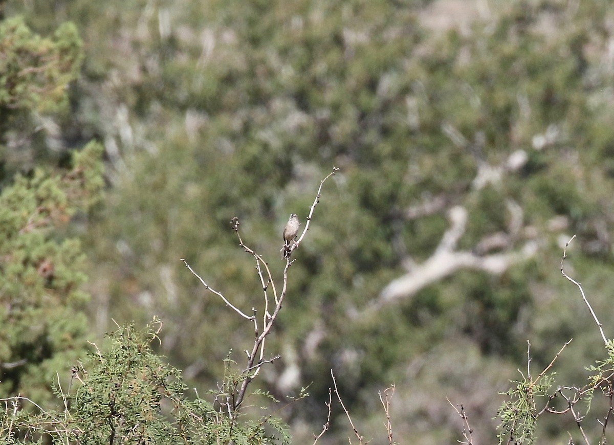 Botteri's Sparrow - ML641472079