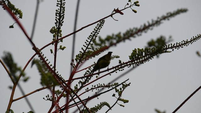 Yellow-eared Spiderhunter - ML641472119