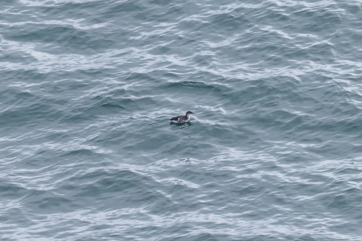 Pigeon Guillemot - ML641472145