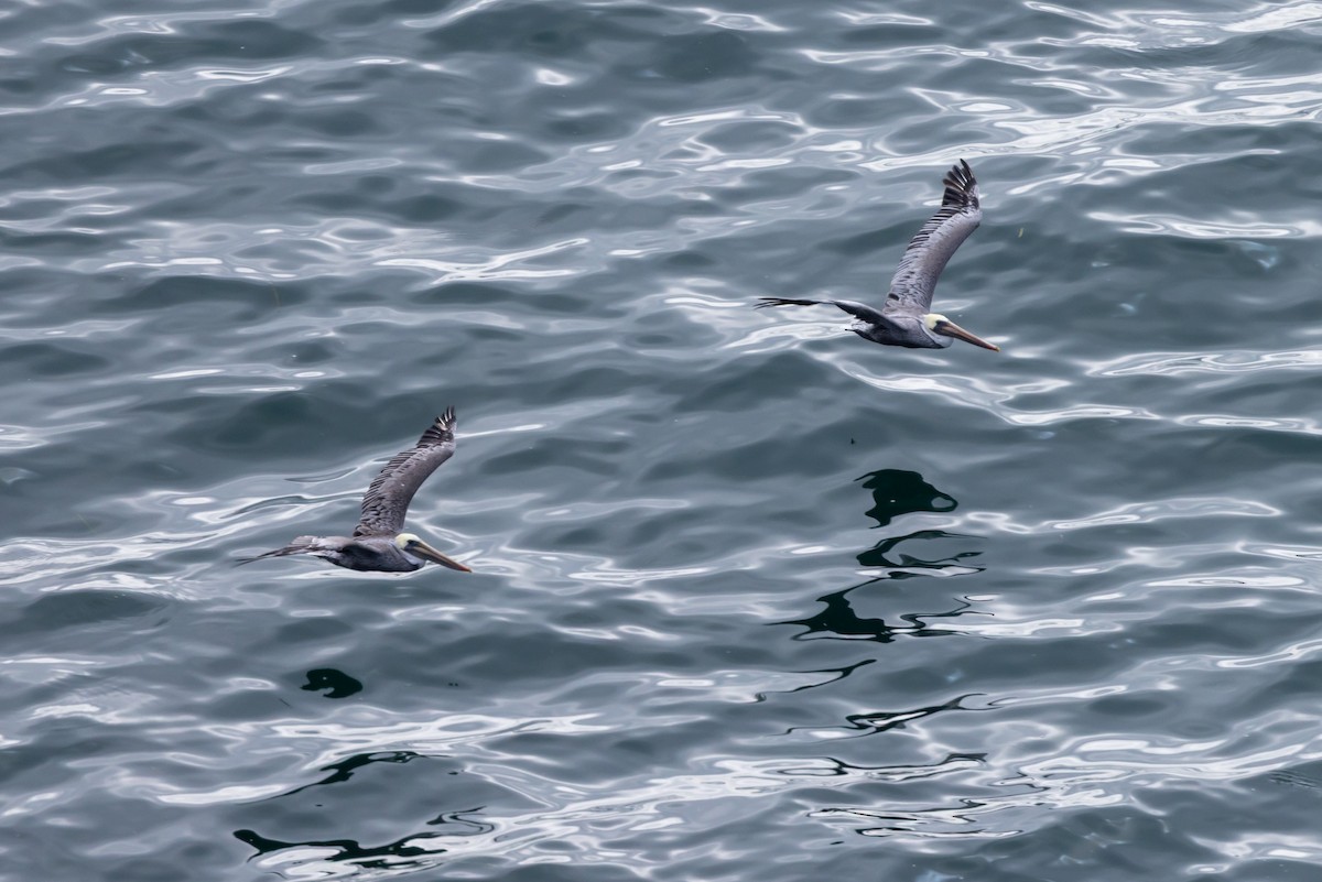 Brown Pelican - ML641472152