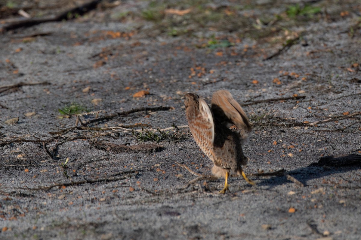 Brown Quail - ML641472154