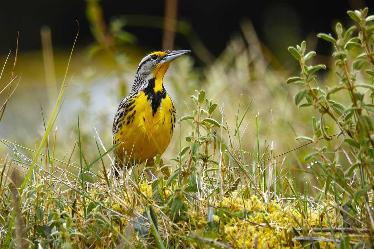 Eastern Meadowlark - ML641472180