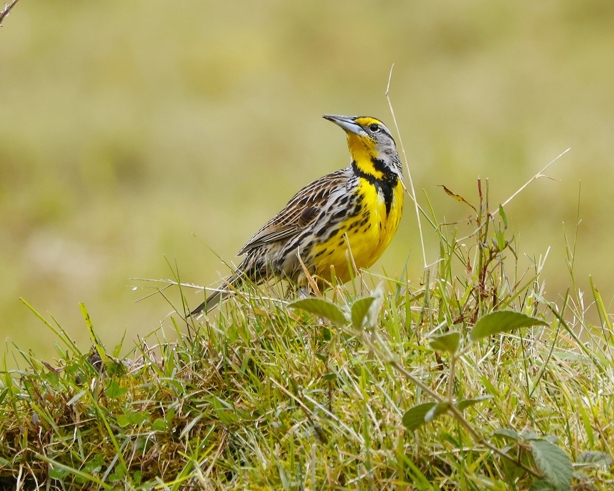 Eastern Meadowlark - ML641472181