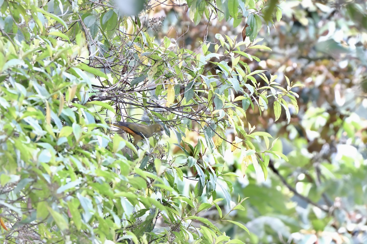 Dusky-green Oropendola - ML641472196