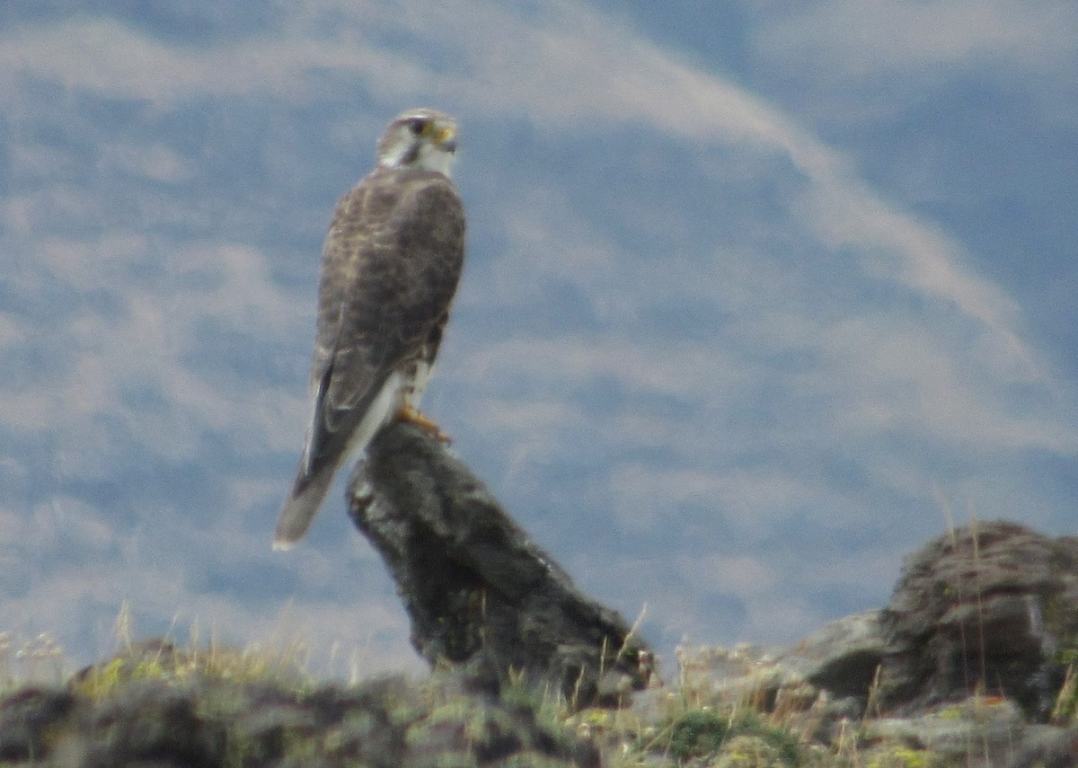 Prairie Falcon - ML641472228
