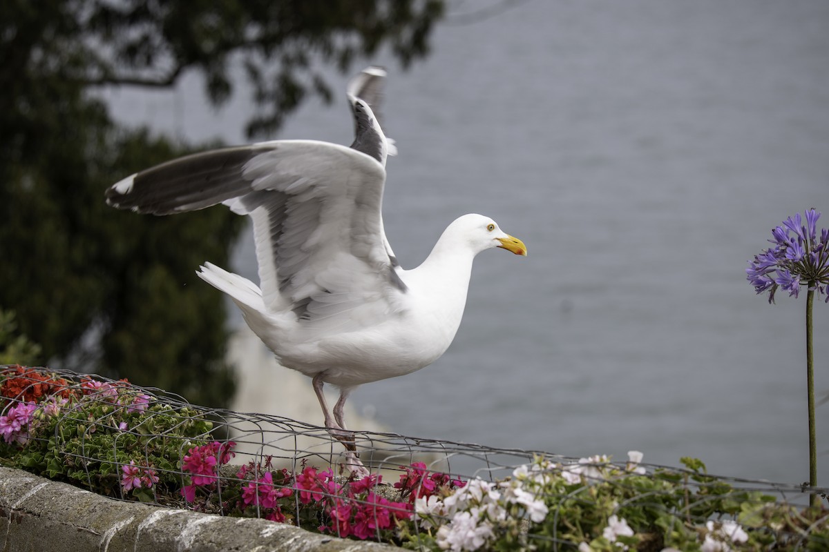 Western Gull - ML641472234