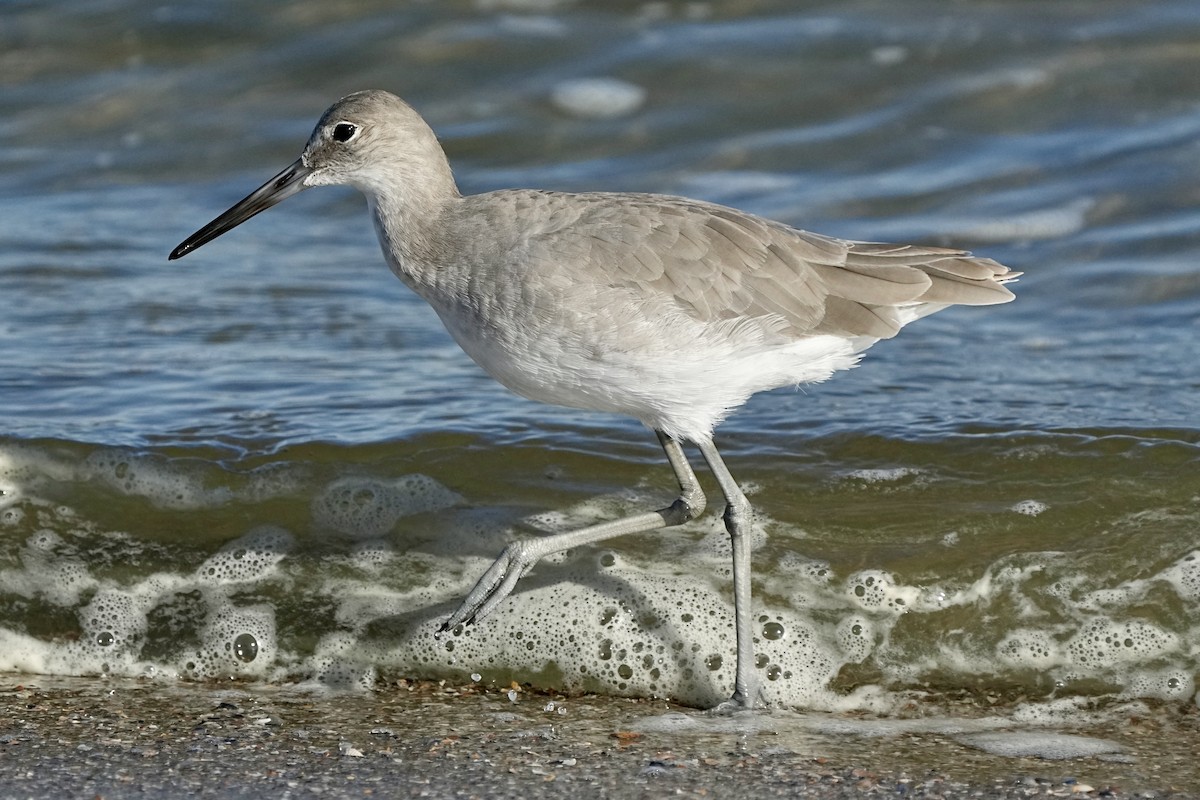 Willet - ML641472238