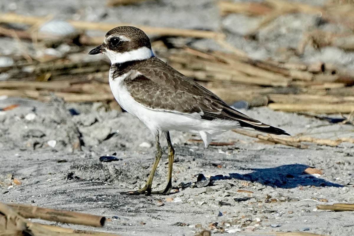 Semipalmated Plover - ML641472246