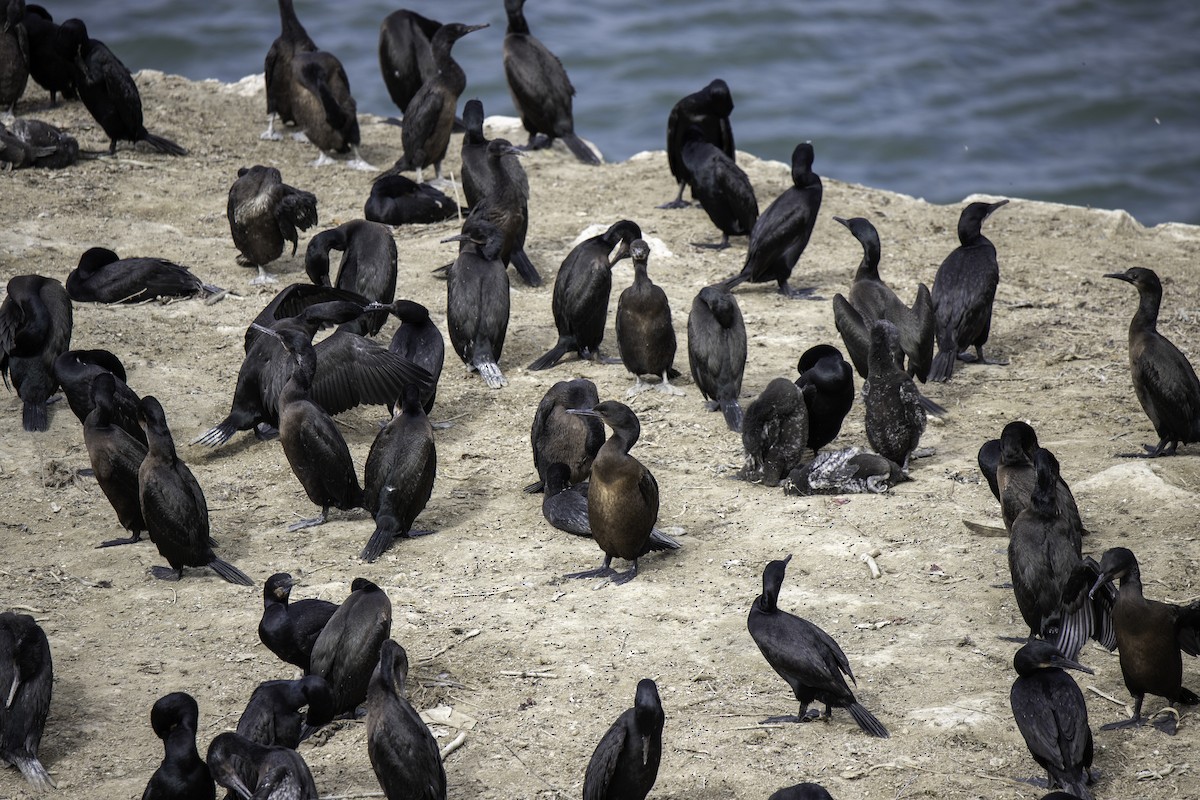 Brandt's Cormorant - ML641472257