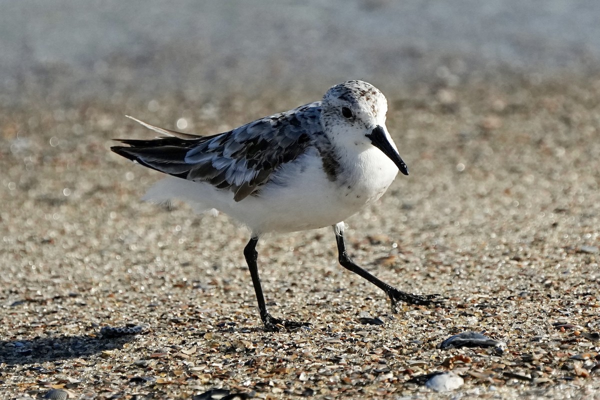 Sanderling - ML641472261