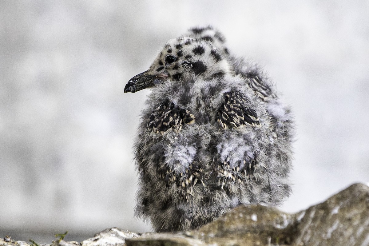 Western Gull - ML641472266