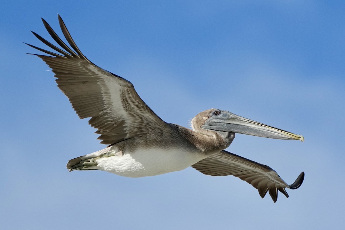 Brown Pelican - ML641472272