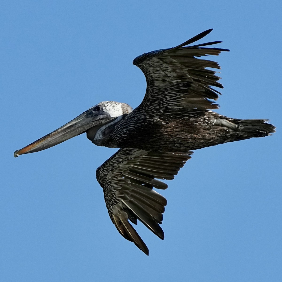 Brown Pelican - ML641472282