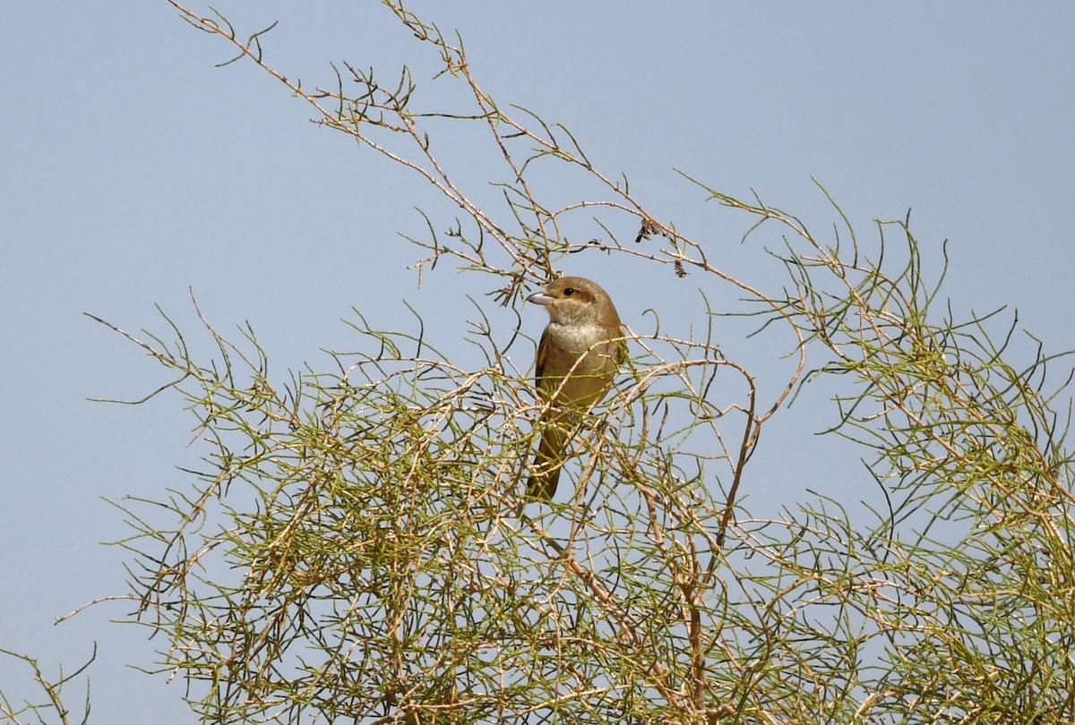 Isabelline Shrike (Daurian) - ML641472286