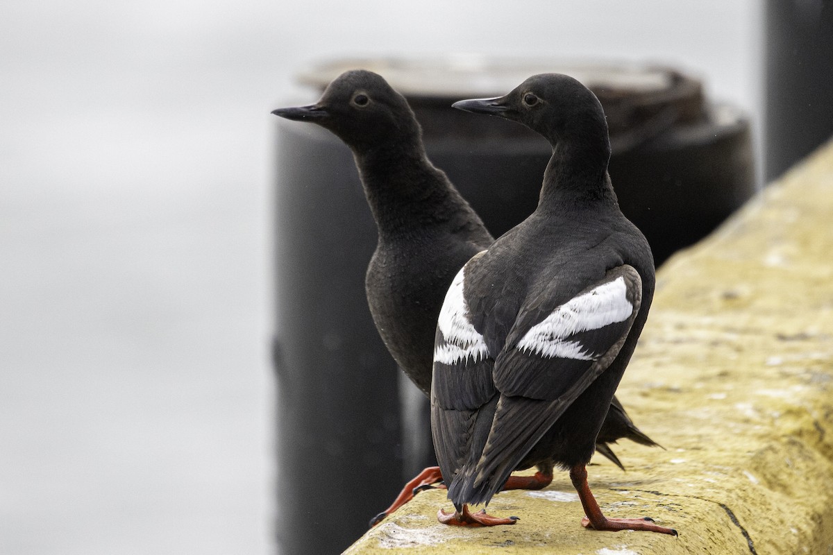 Pigeon Guillemot - ML641472295