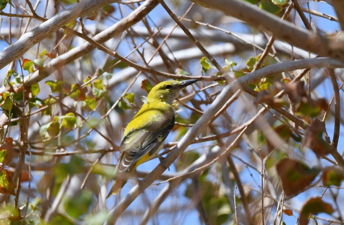 Eurasian Golden Oriole - ML641472316
