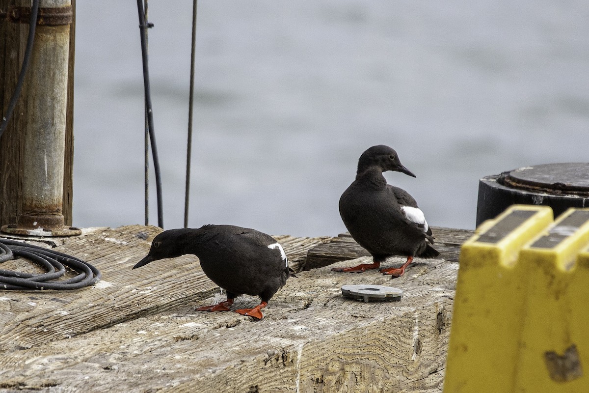 Pigeon Guillemot - ML641472318