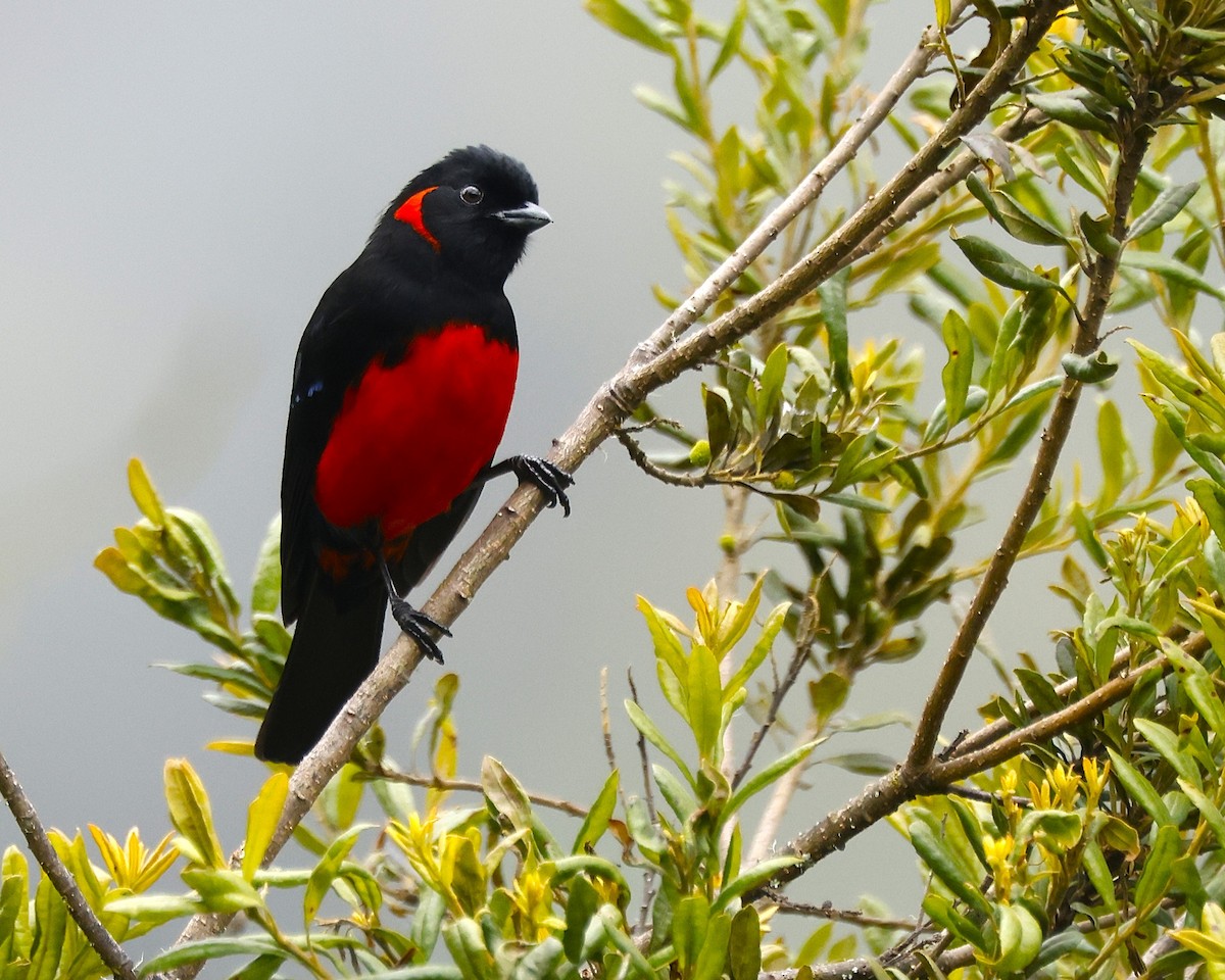 Scarlet-bellied Mountain Tanager - ML641472319