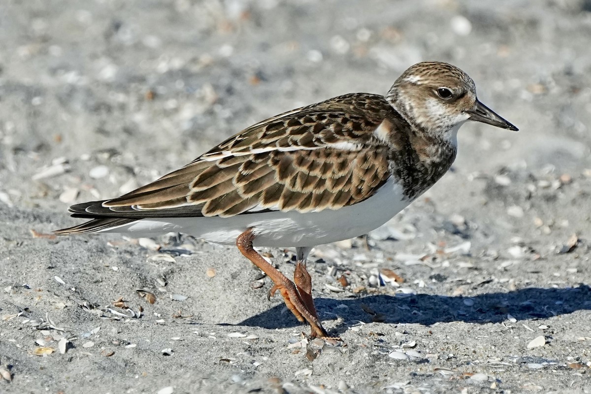 Ruddy Turnstone - ML641472325