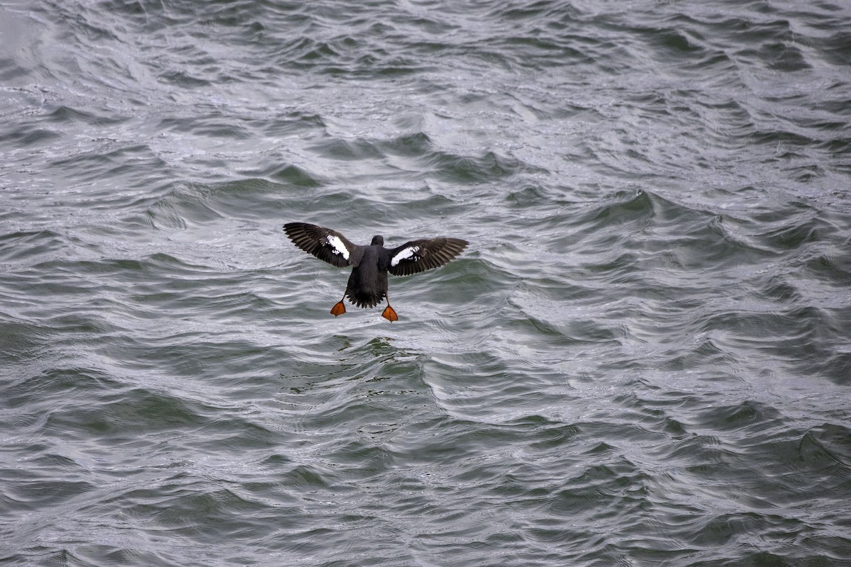 Pigeon Guillemot - ML641472327