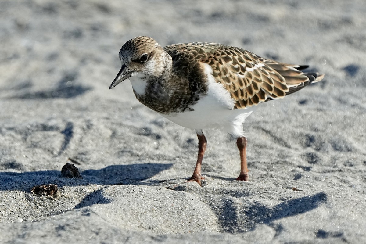 Ruddy Turnstone - ML641472330