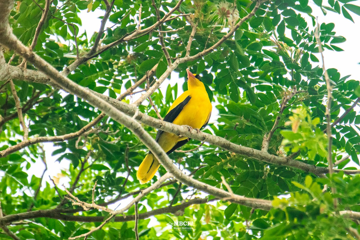 Black-naped Oriole - ML641472331