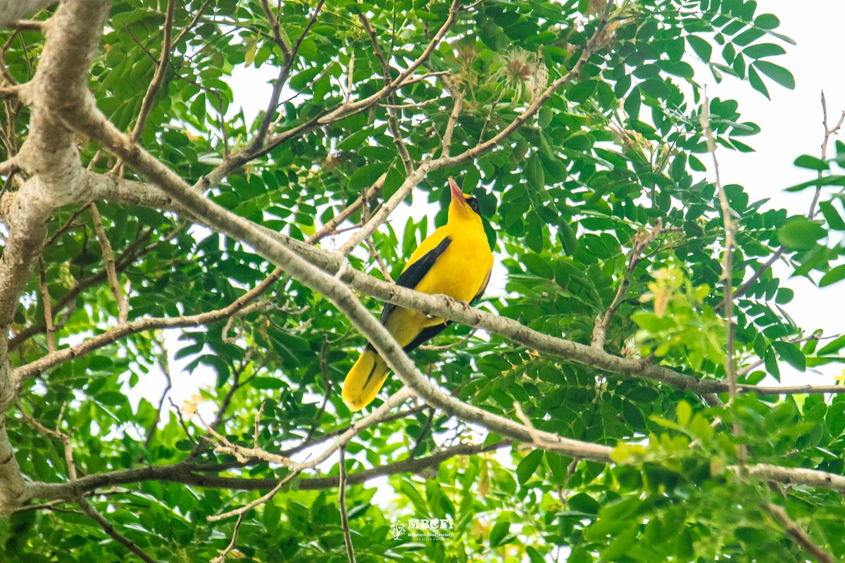 Black-naped Oriole - ML641472332