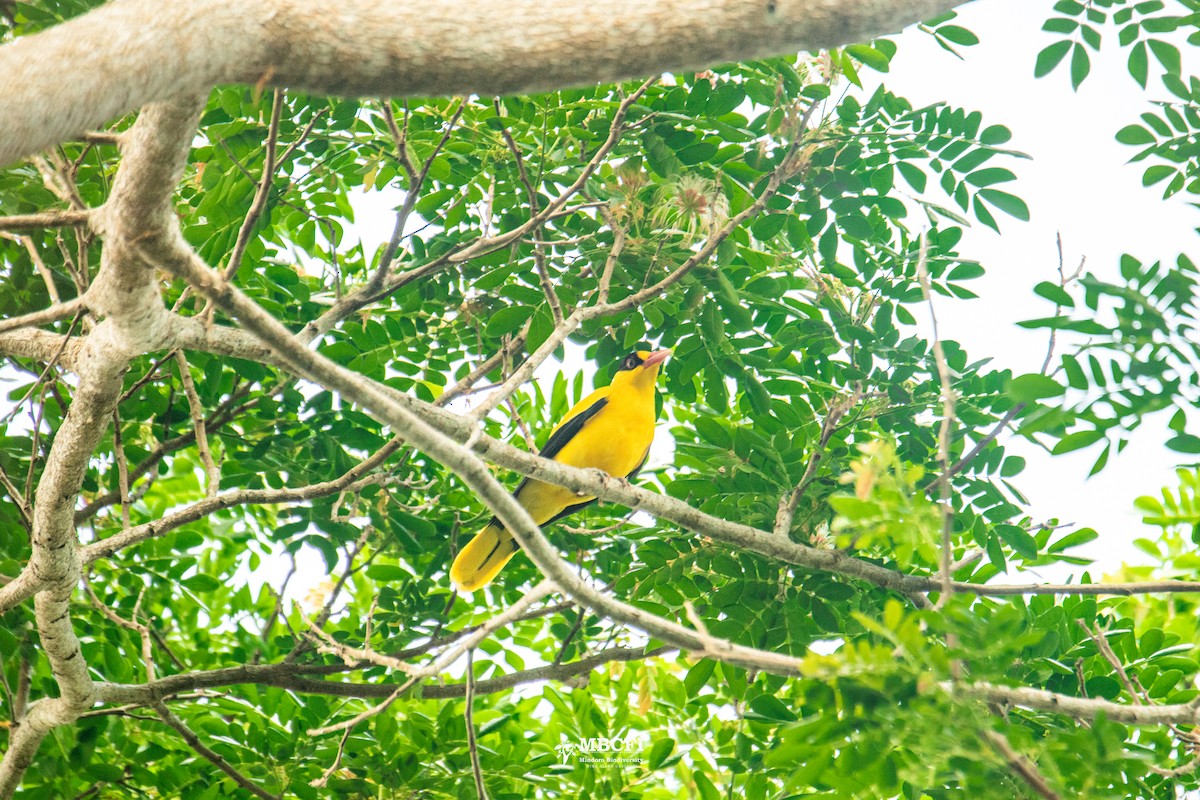 Black-naped Oriole - ML641472333
