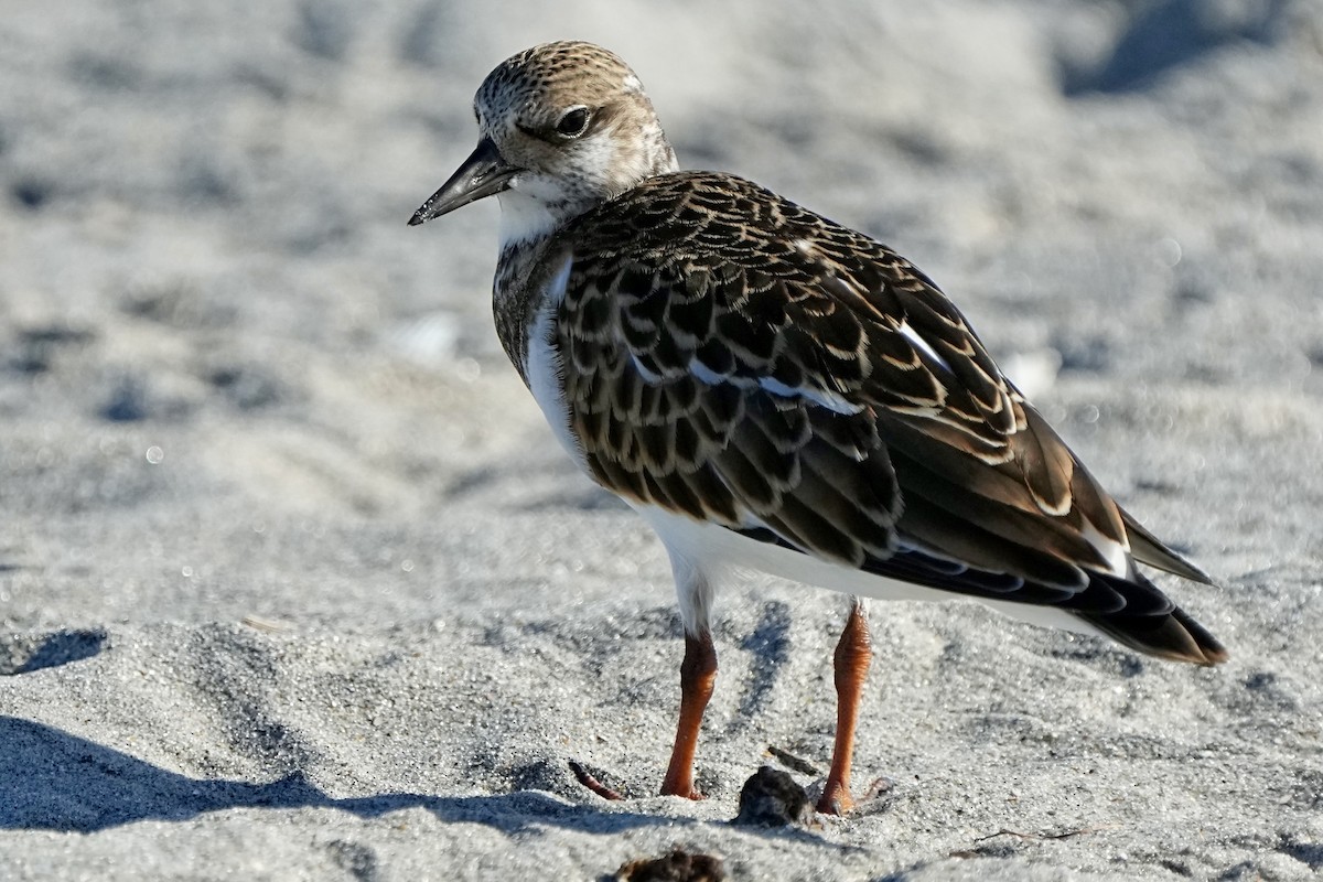 Ruddy Turnstone - ML641472345