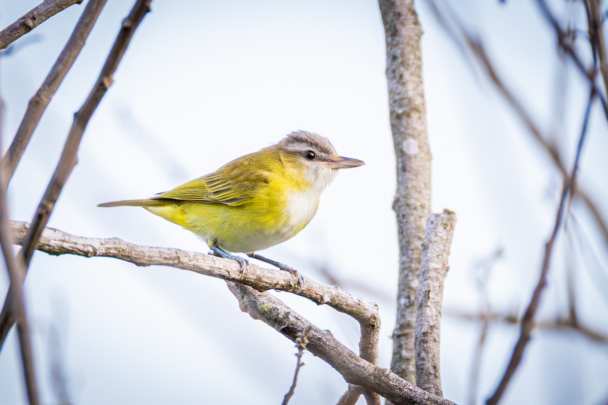 Chivi Vireo - ML641472348